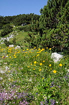 Colourful mix of Alpine wild flowers including Alpine calamint (Acinos alpinus) Creeping baby's breath (Gypsophila repens) and Yellow oxeye daisies (Buphthalmum salicifolium) growing on karst limeston...