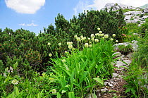 Alpine leek (Allium victorialis) clump growing among limestone scree near Dwarf pines (Pinus mugo) at 1700m on the Bohinj Ridge Mountains hiking trail, Julian Alps, Triglav National Park, Slovenia, Ju...