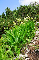 Alpine leek (Allium victorialis) clump growing among limestone scree near Dwarf pines (Pinus mugo) at 1700m on the Bohinj Ridge Mountains hiking trail, Julian Alps, Triglav National Park, Slovenia, Ju...