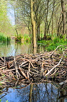 Eurasian beaver (Castor fiber) dam on drainage channel in Narew marshes, near Wizna, Podlaskie, Poland, May.