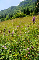 Alpine hay meadow with flowering Betony (Stachys officinalis) and Great masterwort (Astrantia major) with densely forested Julian Alps in the background, Triglav National Park, Slovenia, July 2010.
