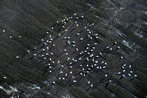 Aerial view of Bewick's swans (Cygnus columbianus) feeding in flooded, partly frozen ploughed field, fenland near Lakenheath, Suffolk, UK, January.
