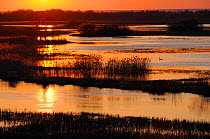 Mute swan (Cygnus olor) on flooded Biebrza marshes at sunrise in spring, Biebrza National Park, Podlaskie, Poland, April.
