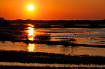 Sun rising over flooded Biebrza marshes, with a single Mute swan (Cygnus olor) swimming near reed beds, Biebrza National Park, Podlaskie, Poland, April.