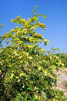 Jerusalem thorn / Christ's thorn / Crown of thorns tree (Paliurus spina-christi) with clusters of yellow winged fruits / seed pods growing on coastal limestone hillside, Zadar province, Croatia, July.