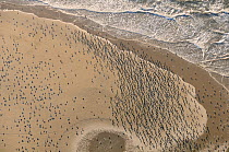 Aerial view of a dense flock of Great Cormorants (Phalacrocorax carbo) resting on a sandbank at Scroby Sands along with a mixed species flock of gulls including Greater black-backed gulls (Larus marin...