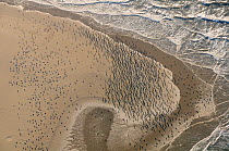 Aerial view of a dense flock of Great Cormorants (Phalacrocorax carbo) resting on a sandbank at Scroby Sands along with a mixed species flock of gulls including Greater black-backed gulls (Larus marin...