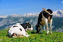 Cow (Bos taurus) lying down chewing the cud on pastureland at 1500m, while another stands to graze and swishes flies away with its tail, with 2400m ridge of the Julian Alps in the background, Triglav...