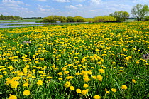 Dandelions (Taraxacum officinale) carpet pastureland on Biebrza marsh after the retreat of spring floods, Biebrza National Park, Podlaskie, Poland, May 2008.