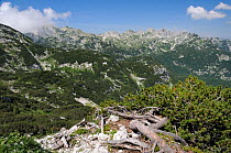 Dwarf pine trees (Pinus mugo) covering mountainside between 1500-1900m in the Julian Alps near Mount Vogel, with several c2000m high peaks in the background, Triglav National Park, Slovenia, July 2010...