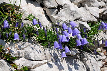 Fairies thimbles / Fairy thimble bellflowers (Campanula cochleariifolia) growing from crevice in karst limestone rock face at 1600m in the Julian Alps, Triglav National Park, Slovenia, July.