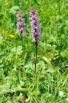 Two fragrant orchids (Gymnadenia conopsea) growing on karst limestone moutainside at 1600m, Julian Alps, Triglav National Park, Slovenia, July.