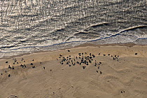 Aerial view of Grey seal colony (Halichoerus grypus) with pups, resting on a sandbank at Scroby Sands, Great Yarmouth, Norfolk, UK, January.