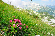 Hairy alpine rose (Rhododendron hirsutum) clump growing on karst limestone mountainside at 1800m near Mount Vogel, with several c2000m high peaks of the Julian Alps in the background, Triglav National...
