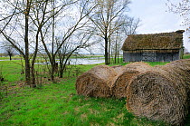 Rolls of hay and traditional wooden barn with thatched roof and old White stork's (Ciconia ciconia) nest by flooded Narew marshes, near Bronowo, Podlaskie, Poland, April 2008.
