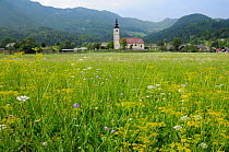 Traditional flower rich hay meadow with many umbels, Field scabious (Knautia arvensis) and Red clover (Trifolium pratense) flowers growing near Jereka village and church with densely forested Julian A...