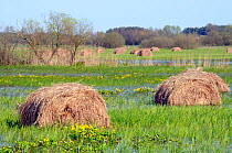 Rolls of hay in flooded sedge marsh with flowering Marsh marigolds / King cups (Caltha palustris), Biebrza National Park, Zajki, Podlasklie, Poland, April 2008.