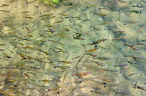 Dense shoal of European chub / chubb (Squalius / Leuciscus cephalus) swimming in the Krka river and casting sadows on the river bed, Krka National Park, Sibenik, Croatia, July.