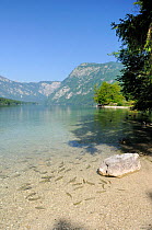 View of Lake Bohinj from the southern shore at Ribcev Laz with European chub / chubb (Squalius / Leuciscus cephalus) swimming in the foreground and the Julian Alps in the background, Slovenia, July 20...