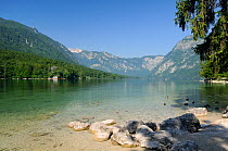 View of Lake Bohinj from the southern shore at Ribcev Laz with European chub / chubb (Squalius / Leuciscus cephalus) and Mallard ducks (Anas platyrhynchos) swimming in the foreground, with the Julian...
