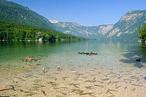 View of Lake Bohinj from the southern shore at Ribcev Laz with European chub / chubb (Squalius / Leuciscus cephalus) and Mallard duck (Anas platyrhynchos) family and Mallard hybrids swimming in the fo...