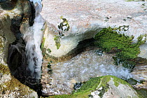 Mostnica river carving its way through karst limestone rocks, Julian Alps, Triglav National Park, Slovenia, July 2010.