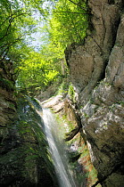 Tree canopy encircling Mostnica waterfall cascading down karst limestone rockface, Julian Alps, Triglav National Park, Slovenia, July 2010.