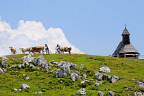 Two mountain bikers cycling past Marija Snezna chapel and Cattle (Bos taurus) standing on 1600m high pastureland at Velika Planina plateau, Kamnik-Savinja Alps, Slovenia, July 2010.
