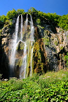 The great waterfall (Veliki Slap) tumbling 70 metres down karst limestone cliffs at Plitvice Lakes National Park, with stands of flowering Hemp agrimony (Eupatorium cannabinum) in the foreground, Croa...