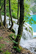 Sycamore trees (Acer pseudoplatanus) and waterfalls fringe Milanovac lake, Plitvice Lakes National Park, Croatia, July 2010.