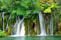 Sycamore (Acer pseudoplatanus) and other trees overhang waterfalls with travertine limestone forming as calcium laden water tumbles down moss covered rocks at Plitvice Lakes National Park, Croatia, Ju...