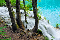 Sycamore (Acer pseudoplatanus) and Hop hornbeam (Ostrya carpinifolia) trees and waterfalls fringing Milanovac lake, Plitvice Lakes National Park, Croatia, July 2010.