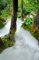 View down waterfall flowing around moss covered tree trunks and rocks and past clumps of Butterbur (Petasites sp.) Plitvice Lakes National Park, Croatia, July 2010.