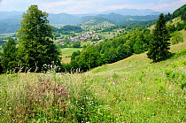 Overview of Podhom village near Bled with densely forested Julian Alps in the background, thistles and umbels in the foreground, Slovenia, July 2010.