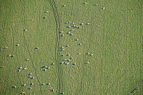 Aerial view of Domestic sheep (Ovis aries), resting in grassy pastureland criss-crossed by their trails Norfolk, UK, January.