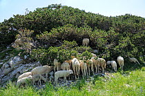 Flock of Bovec sheep (Ovis aries) seeking shade under Dwarf pine trees (Pinus mugo) in unusually hot weather at 1600m in the Julian Alps near Bohinj, Triglav National Park, Slovenia, July 2010.