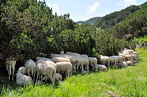 Flock of Bovec sheep (Ovis aries) seeking shade under Dwarf pine trees (Pinus mugo) in unusually hot weather at 1600m in the Julian Alps near Bohinj, Triglav National Park, Slovenia, July.