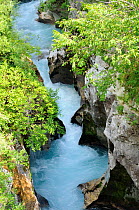 Turbulent water of the Soca river carving through karst limestone rocks at Velika Korita gorge, with  overhanging vegetation, Julian Alps, Triglav National Park, Slovenia, July 2010.