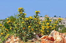 Common golden thistle / Spanish oyster thistle (Scolymus hispanicus) with clusters of yellow flowers growing on coastal limestone hillside, Zadar province, Croatia, July.