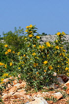Common golden thistle / Spanish oyster thistle (Scolymus hispanicus) with clusters of yellow flowers growing on coastal limestone hillside, Zadar province, Croatia, July.