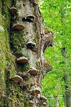 Horse's hoof / Tinder fungus (Fomes fomentarius) growing on European beech (Fagus sylvatica) tree trunk, Plitvice Lakes National Park, Croatia, July.