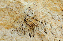 Close up of porous travertine limestone formed in a waterfall by calcium laden water tumbling over rocks covered with moss and other vegetation at Krka National Park, Croatia, July 2010.