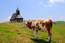 Cow (Bos taurus) standing near Marija Snezna chapel on 1600m high pastureland at Velika Planina plateau, Kamnik-Savinja Alps, Slovenia, July 2010.