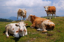 Four Cows (Bos taurus) standing, sitting and chewing the cud on 1600m high pastureland at Velika Planina plateau, Kamnik-Savinja Alps, Slovenia, July.