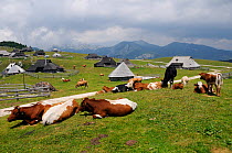 Slovenian Cika cattle (Bos taurus) grazing and resting among traditional wooden herdsmen's huts on 1600m high pastureland at Velika Planina plateau, Kamnik-Savinja Alps, Slovenia, July 2010.