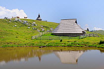 Traditional wooden herdsman's hut with pine shingle roof reflected in pond, with Marija Snezna chapel and Cattle (Bos taurus) standing on ridge in the background on 1600m high pastureland at Velika Pl...
