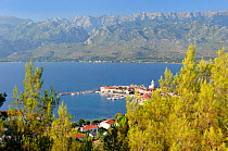 Overview of Vinjerac fishing village and harbour with Pine trees (Pinus sp.) in the foreground and the karst limestone Velebit mountain range of the Dinaric Alps in the background, Zadar province, Cro...