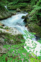 Radovna river flowing down rapids and small waterfalls through karst limestone rocks in Vintgar gorge, near Bled, Slovenia, July 2010.