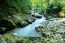 Radovna river flowing down rapids through karst limestone rocks in Vintgar gorge, near Bled, Slovenia, July 2010.