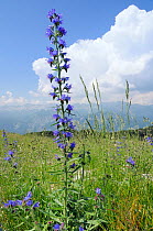 Viper's bugloss (Echium vulgare) flowering on karst limestone mountain scree slope at 1550m in the Julian Alps with Cumulo nimbus clouds forming above 2864m Mount Triglav in the background, Triglav Na...